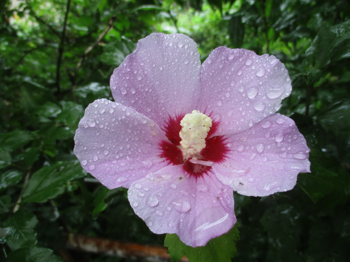 ムクゲの花とその仲間 まつこの庭