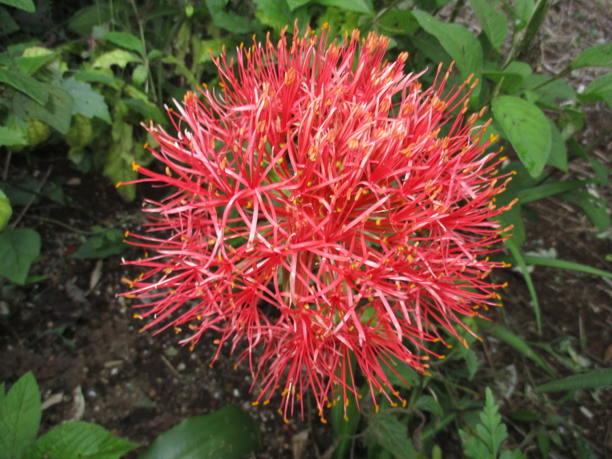 ハエマンサスの花 - まつこの庭