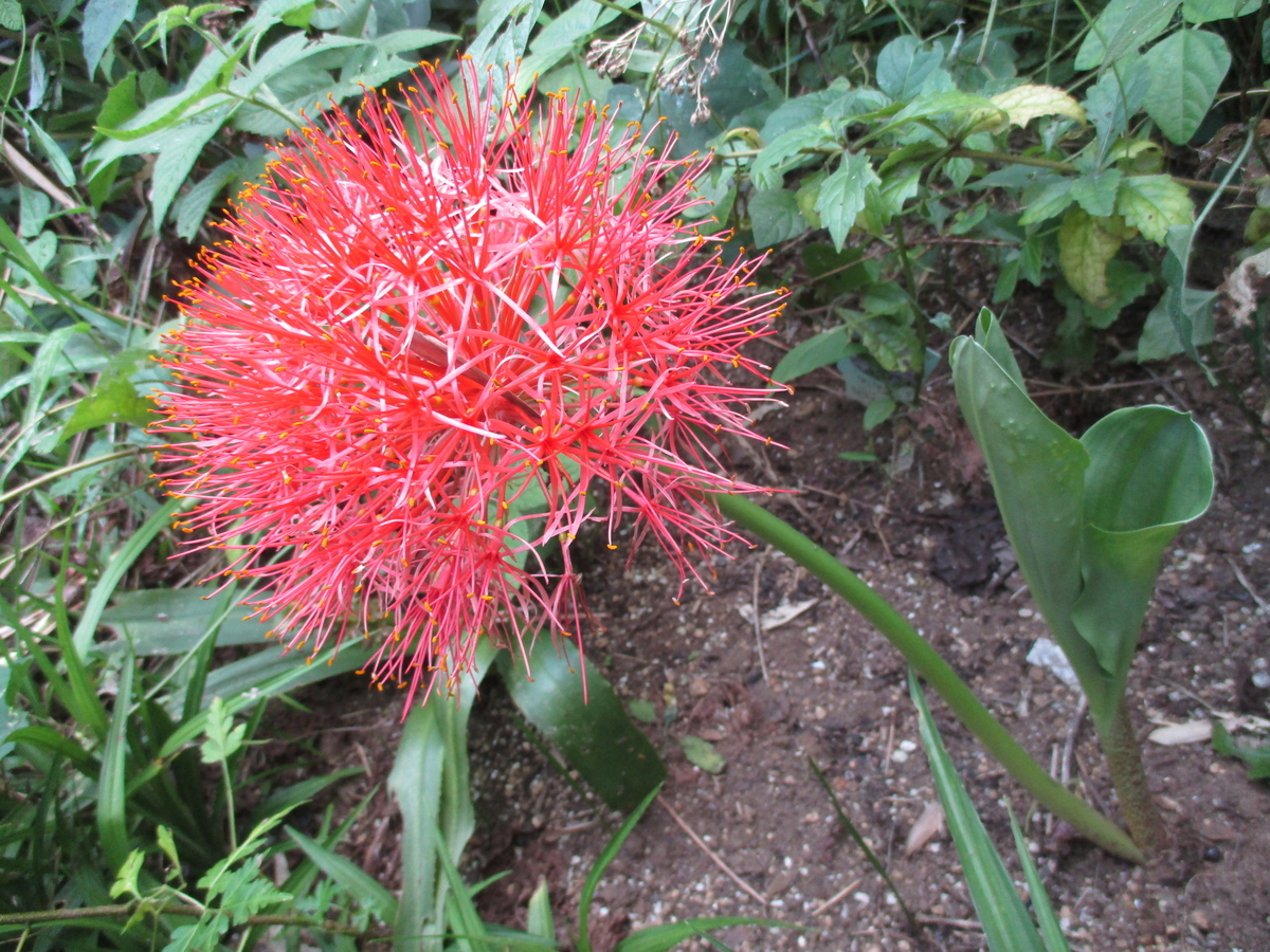 ハエマンサスの花 - まつこの庭