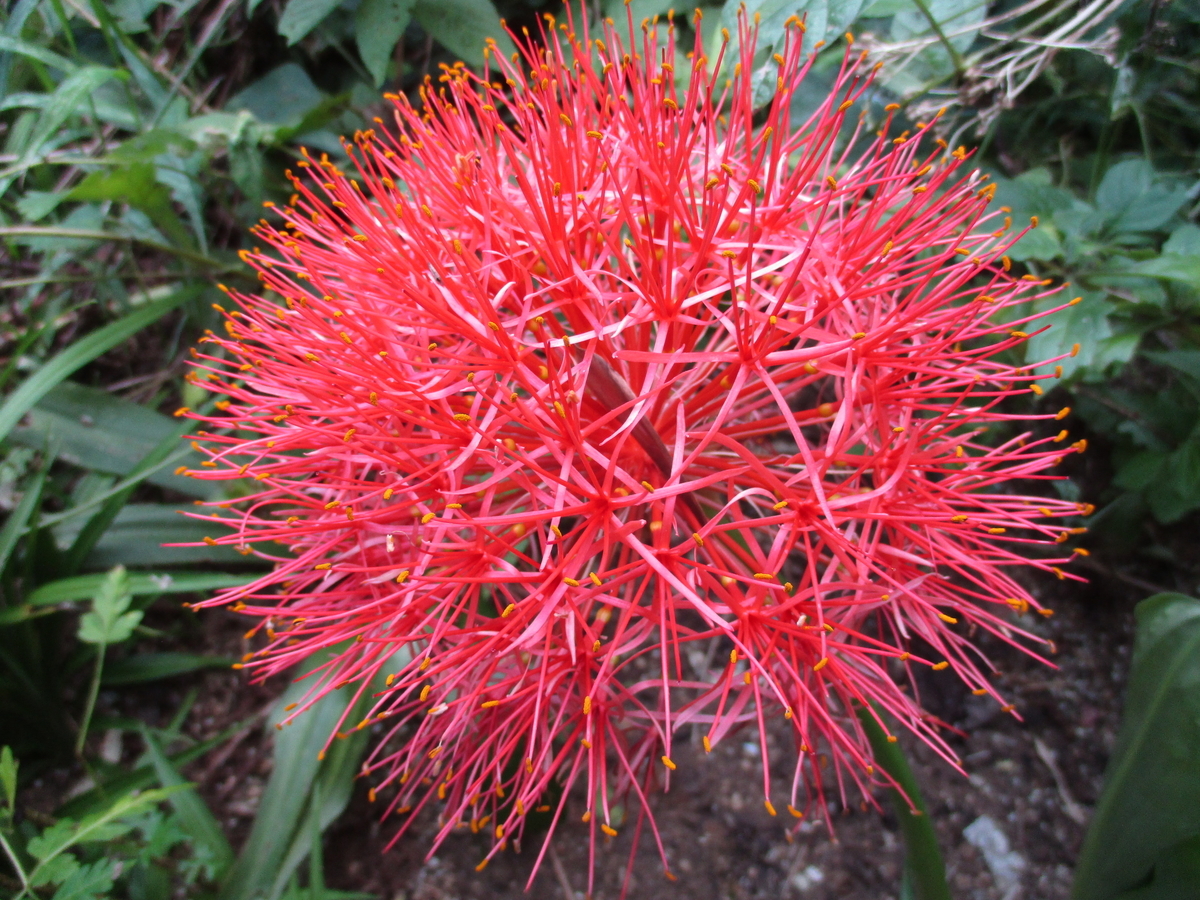 ハエマンサスの花 - まつこの庭