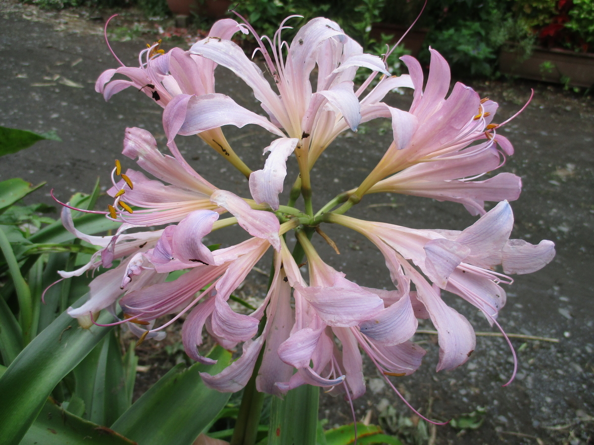 ハエマンサスの花 - まつこの庭