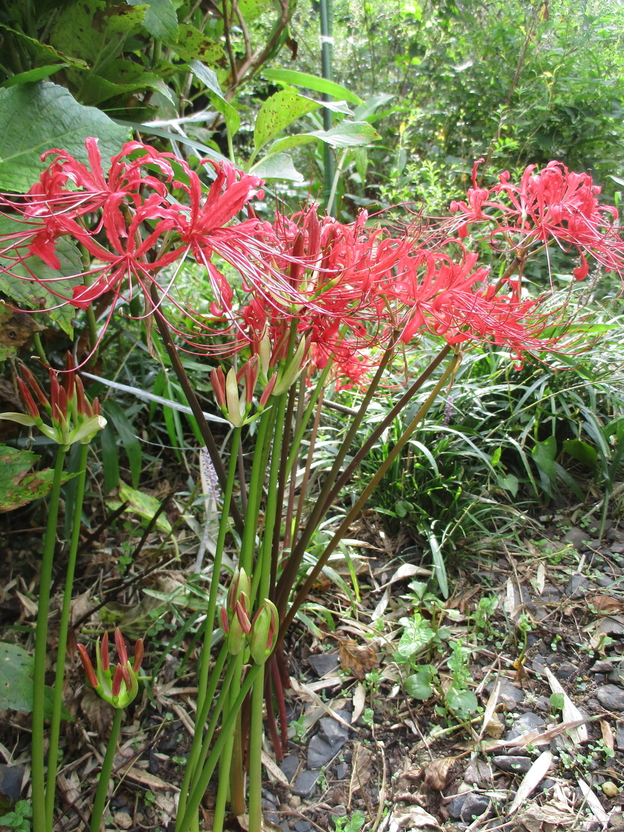 ハエマンサスの花 - まつこの庭