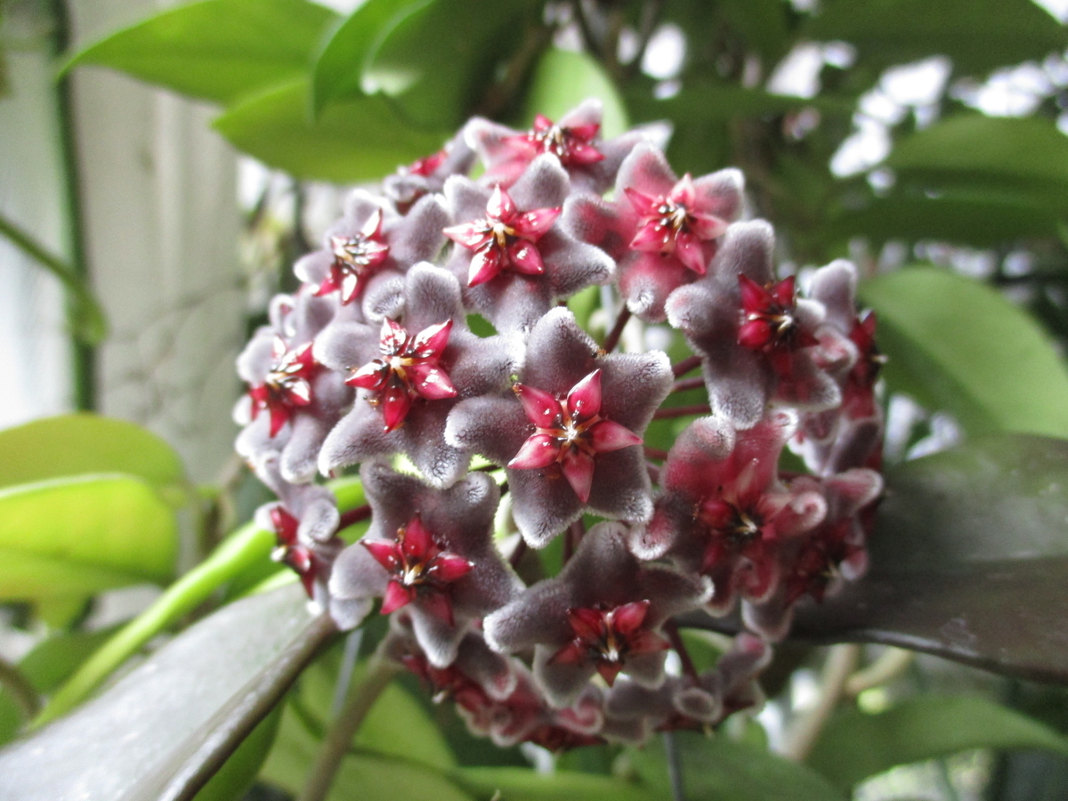 ホヤの花（4） - まつこの庭