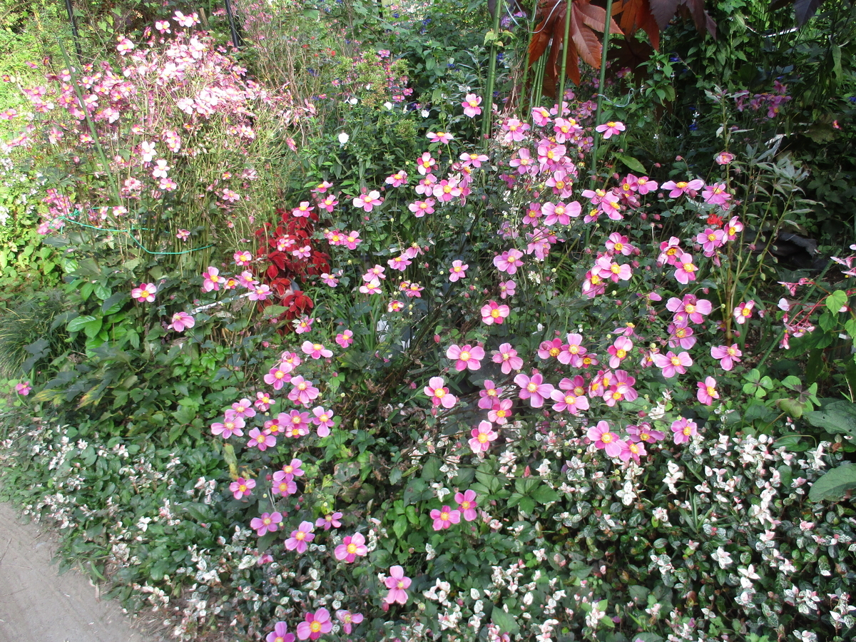 秋の山野草 - まつこの庭