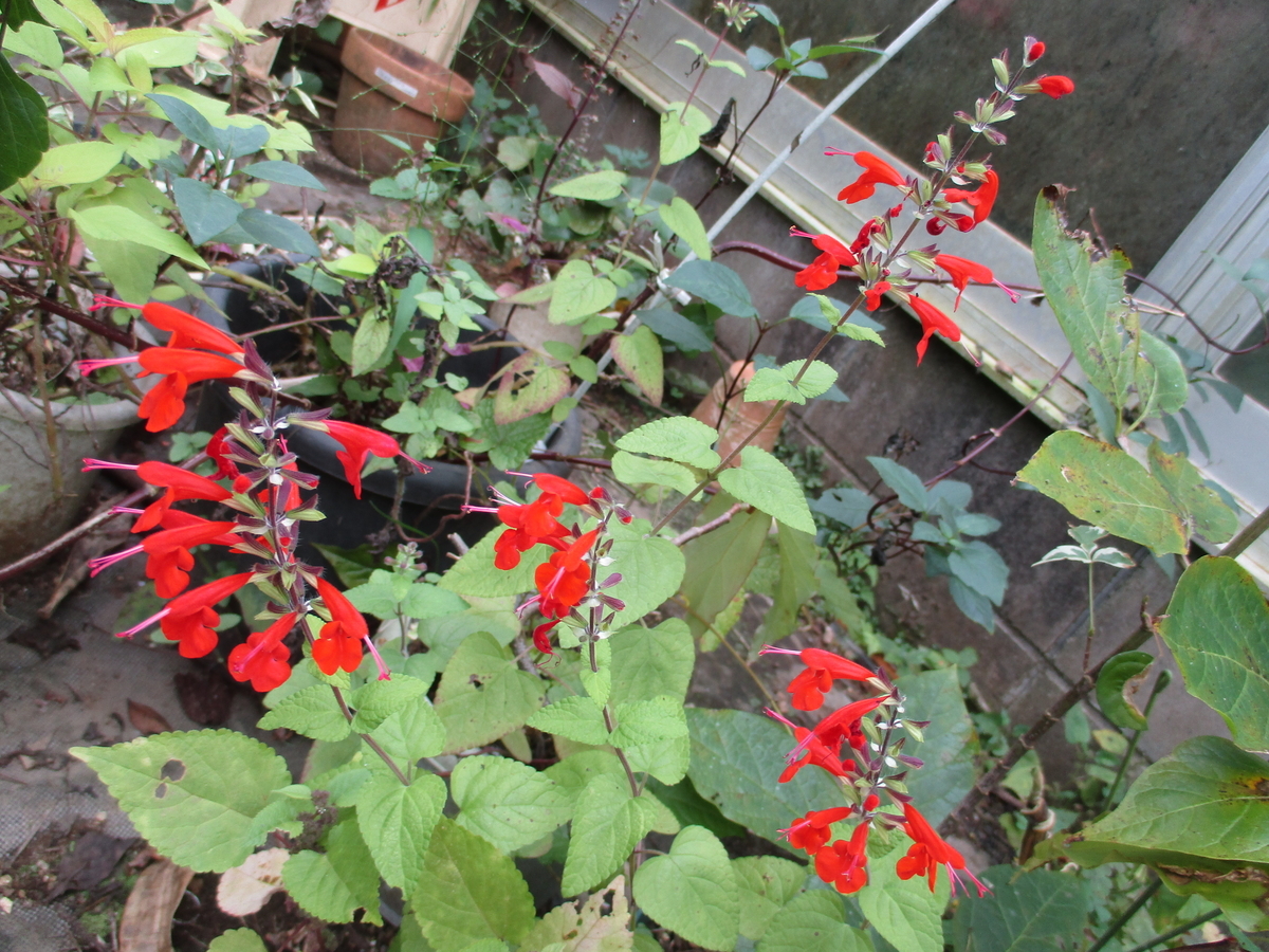 サルビアの花 まつこの庭