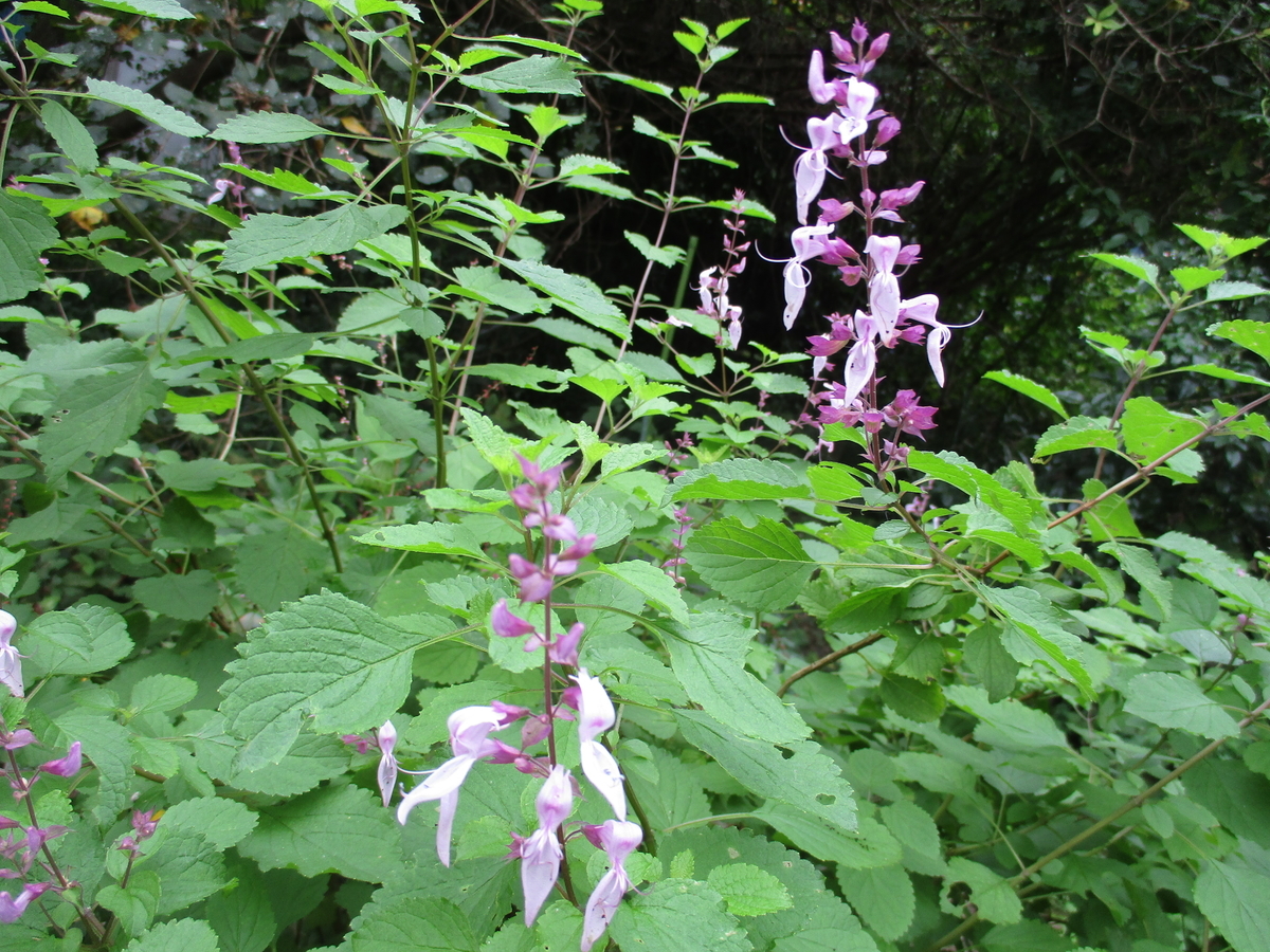 サルビアの花 まつこの庭