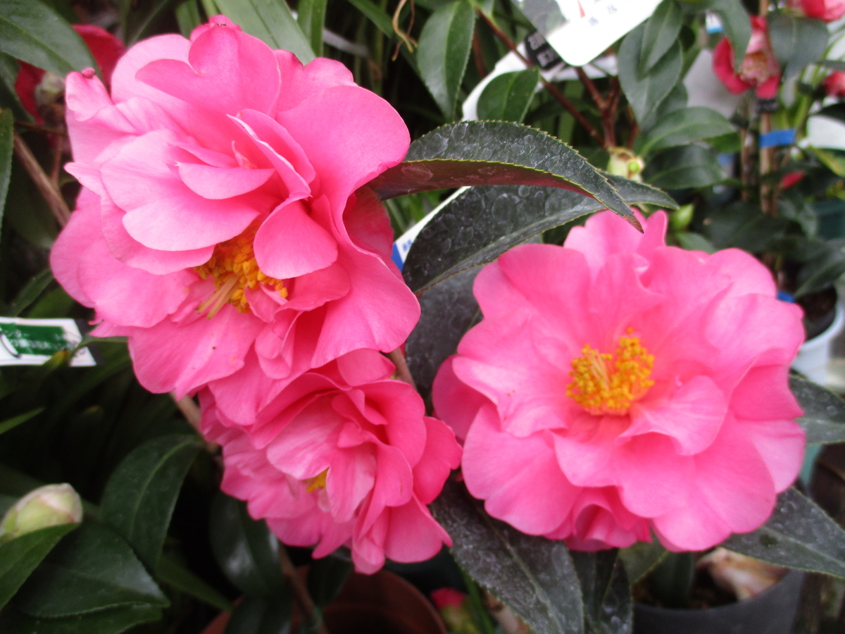 椿の花 3 洋種ツバキ - まつこの庭