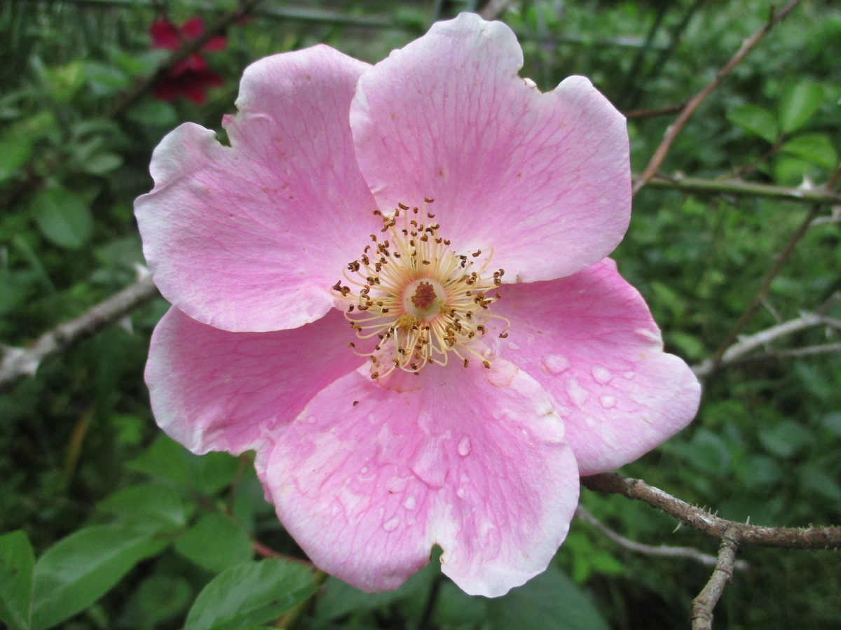 クレマチスとバラ - まつこの庭