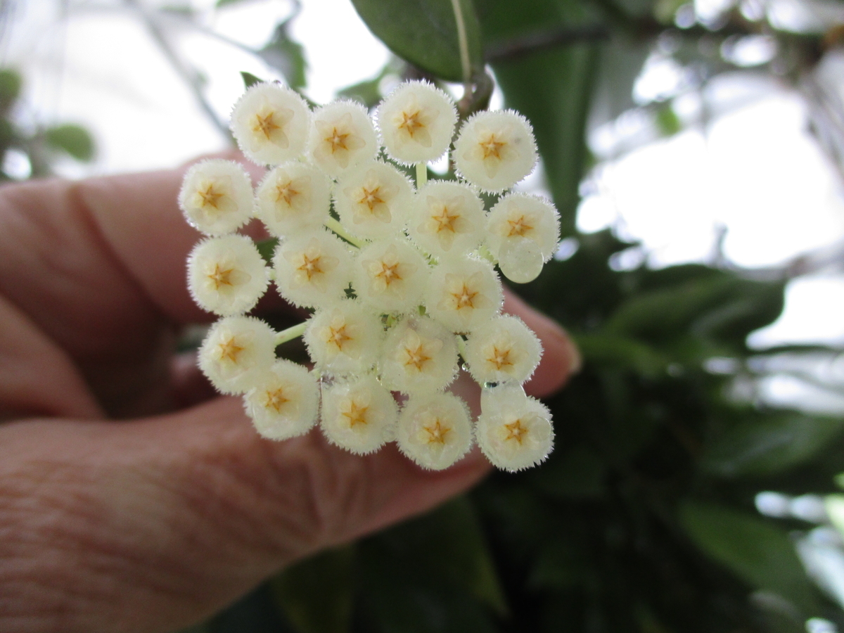 5年目のホヤ 株A 花座3つ 2023.6｜そだレポ（栽培レポート）by
