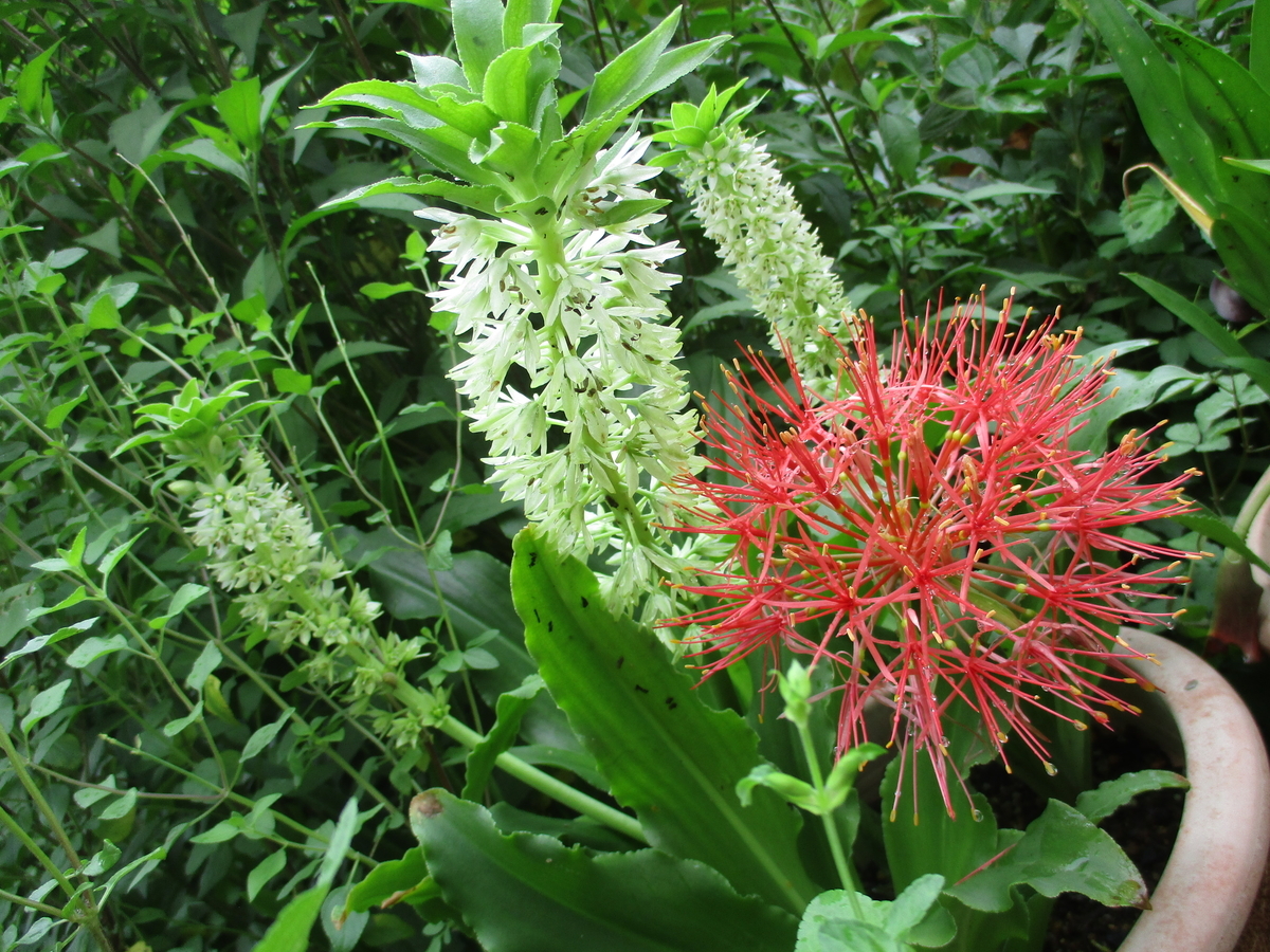 赤い花！！ january-red-flowers_large-