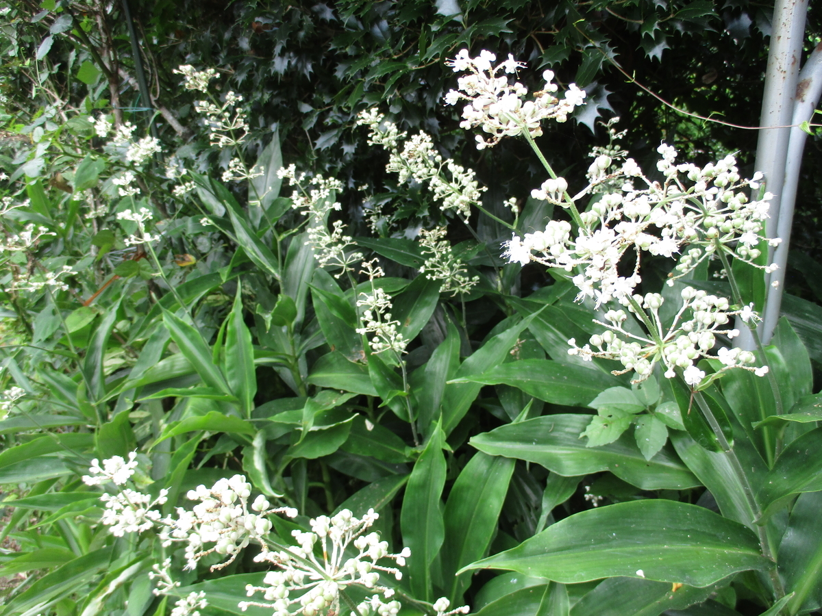 夏の白い花 まつこの庭 夏の白い花 まつこの庭