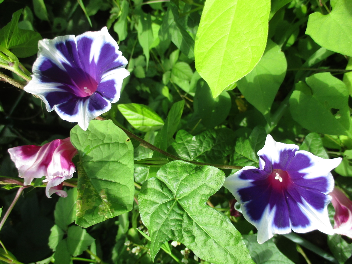 夏の青い花 まつこの庭