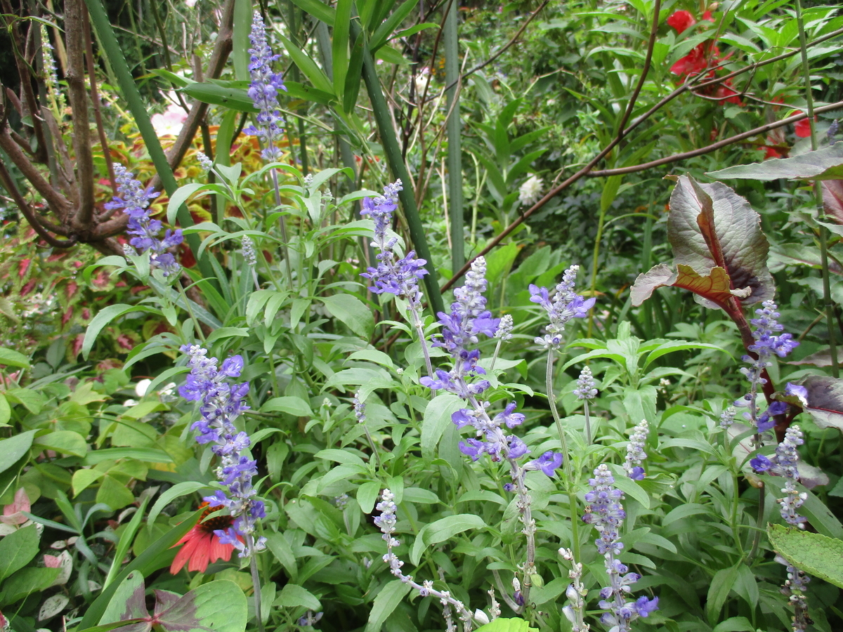 夏の青い花 まつこの庭