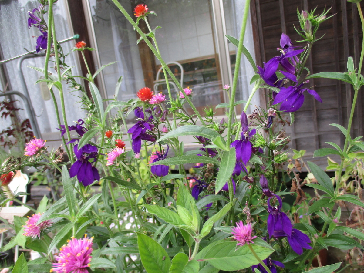 夏の青い花 まつこの庭