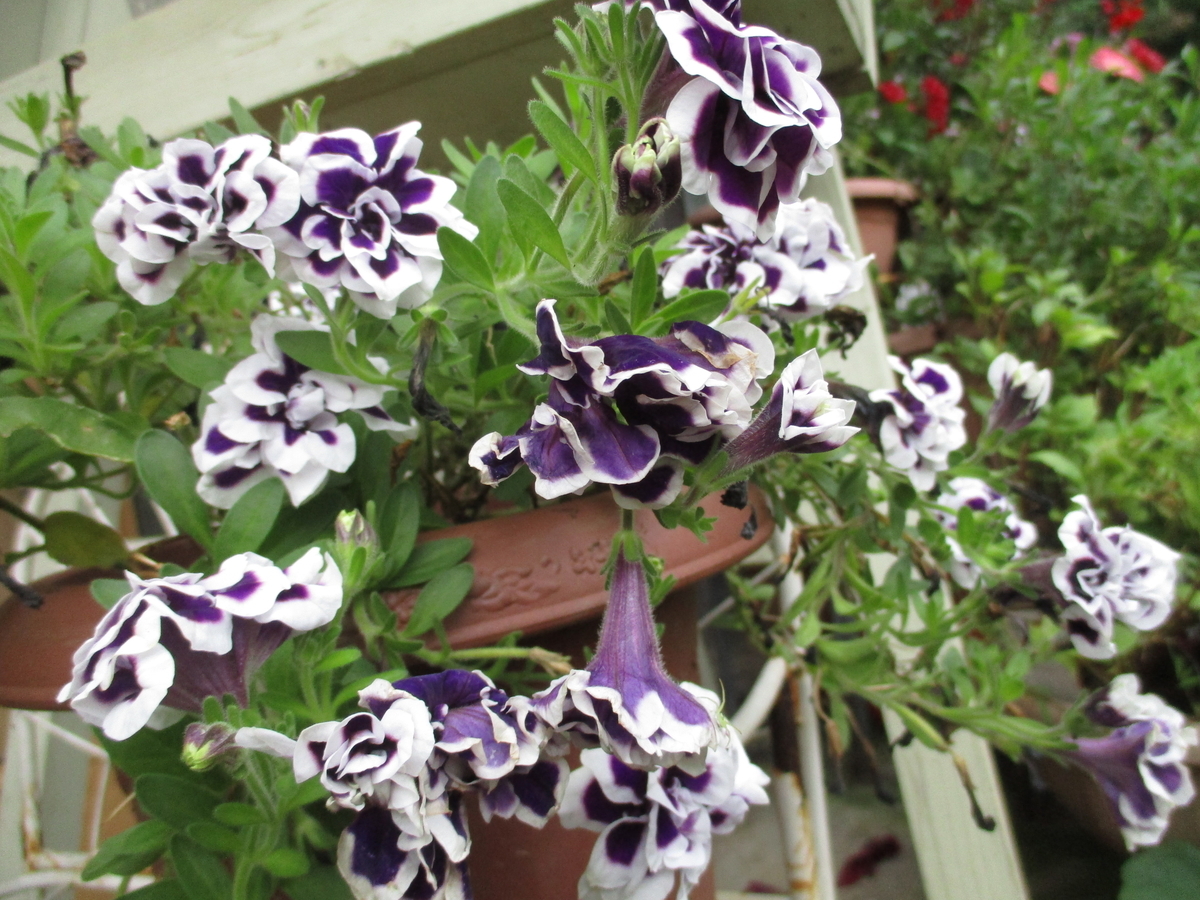 夏の青い花 まつこの庭