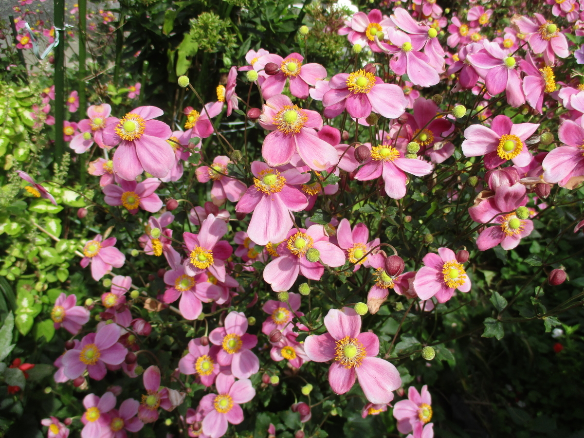 秋の山野草 2 - まつこの庭