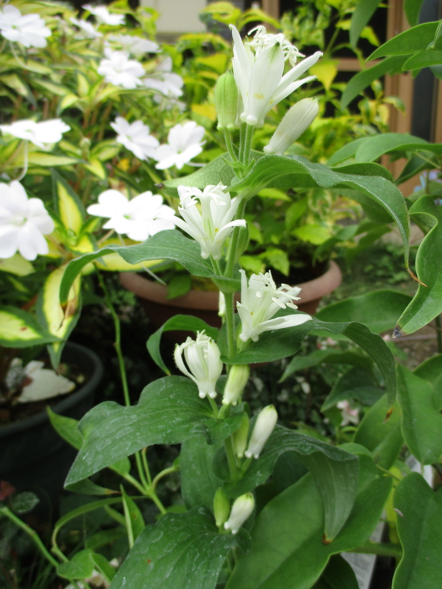 秋の山野草 2 - まつこの庭