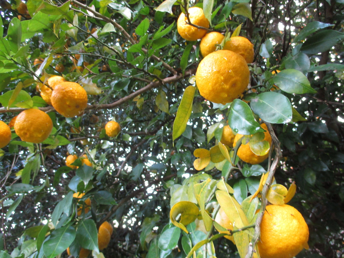 秋の木の実・草の実 - まつこの庭