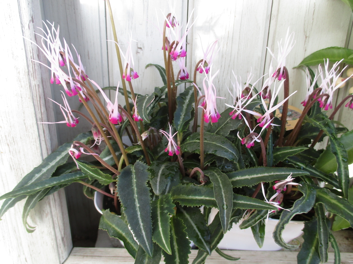 シクラメン・ピーコック - まつこの庭