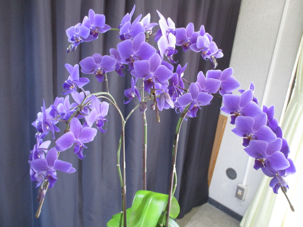 つくば蘭展 2023 青いコチョウラン - まつこの庭