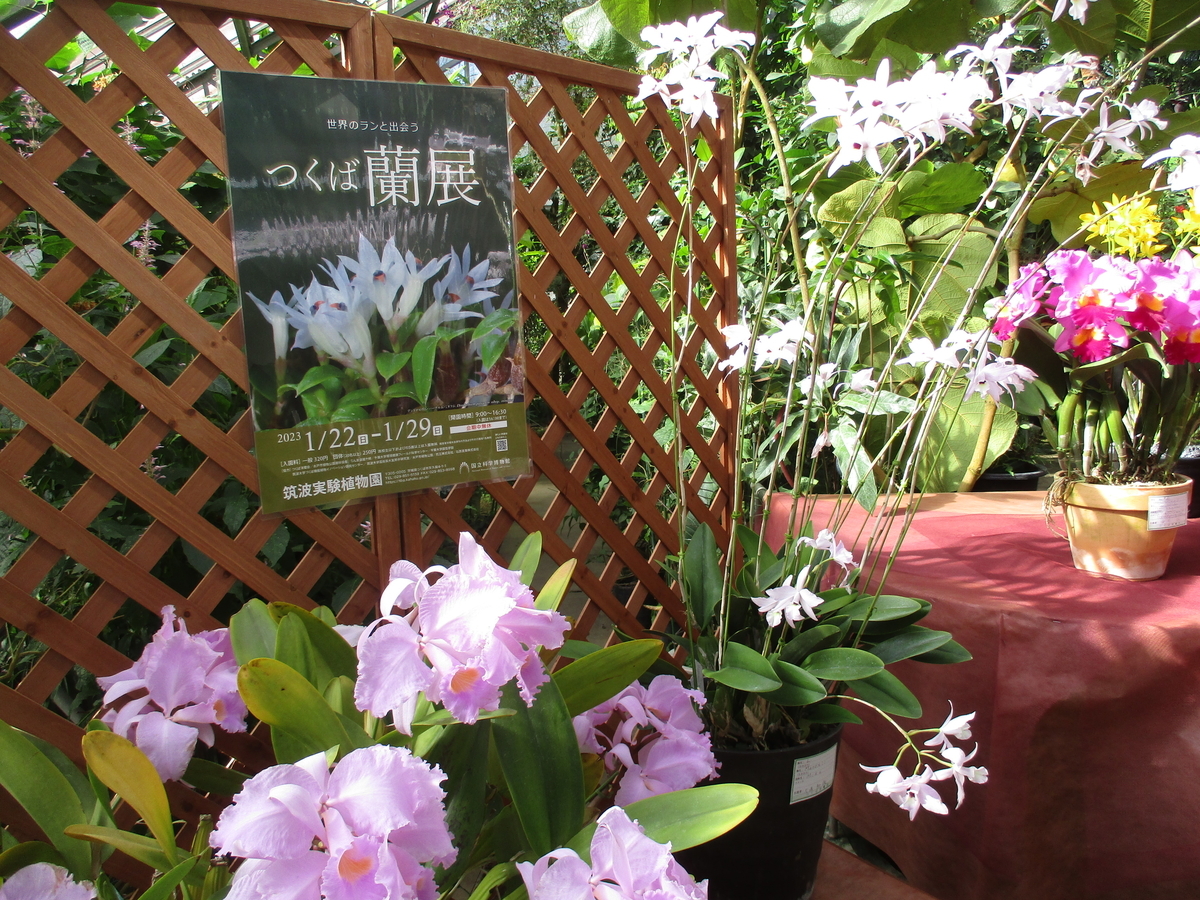 つくば蘭展 2023 青いコチョウラン - まつこの庭