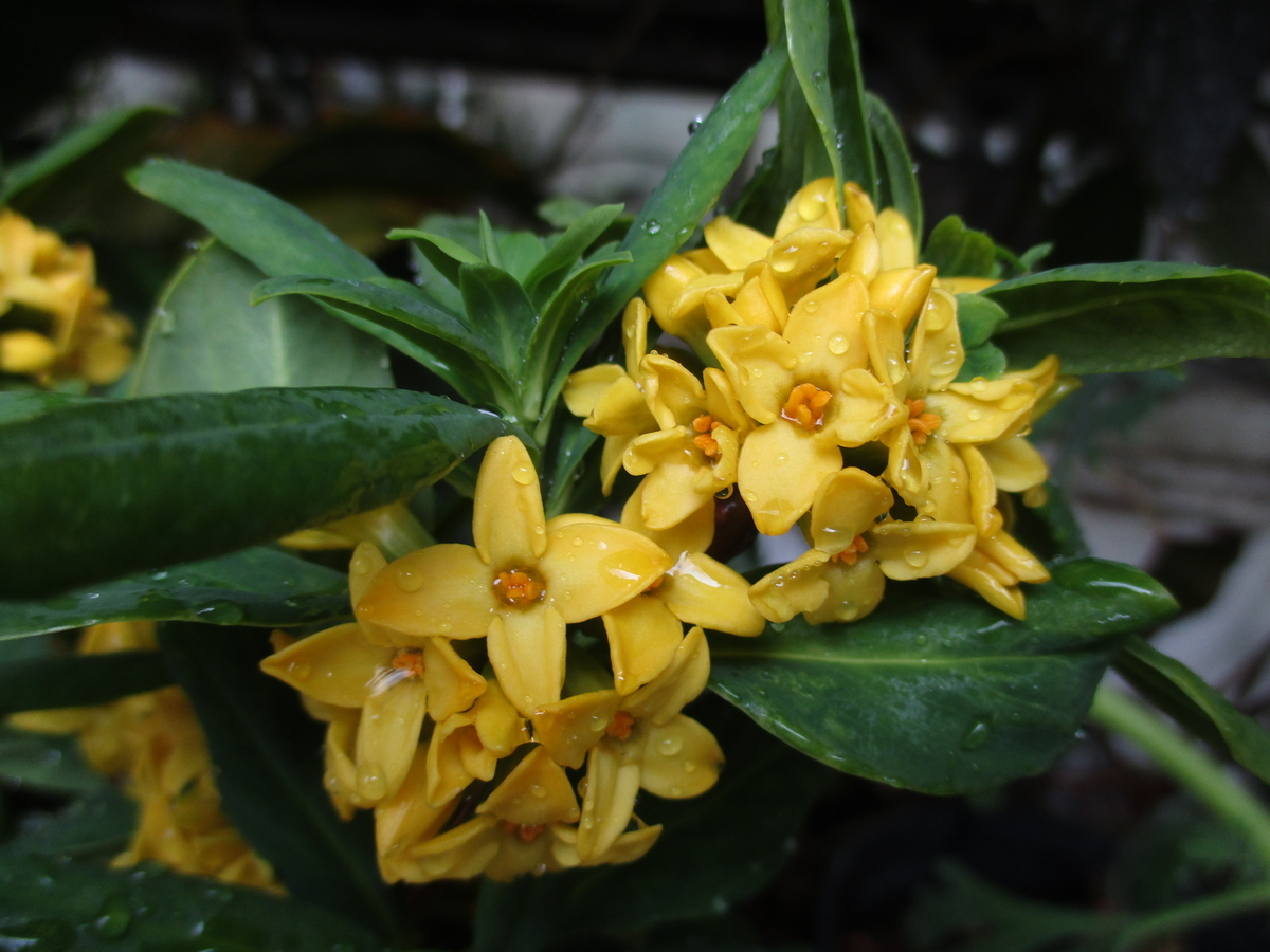 今日は立春。 黄花ジンチョウゲ - まつこの庭