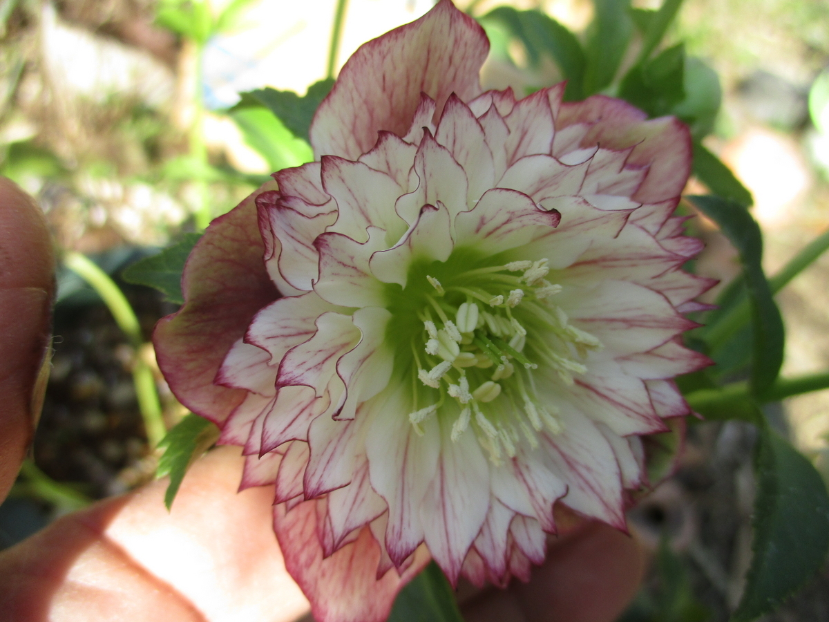 クリスマスローズクレオパトラ黒多弁、利休、ホワイト小輪交配発芽苗80