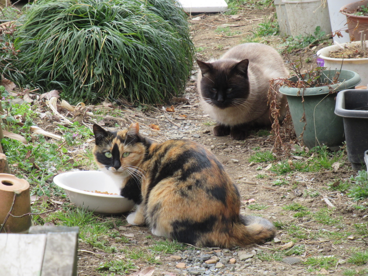 今日は =^_^= の日 - まつこの庭