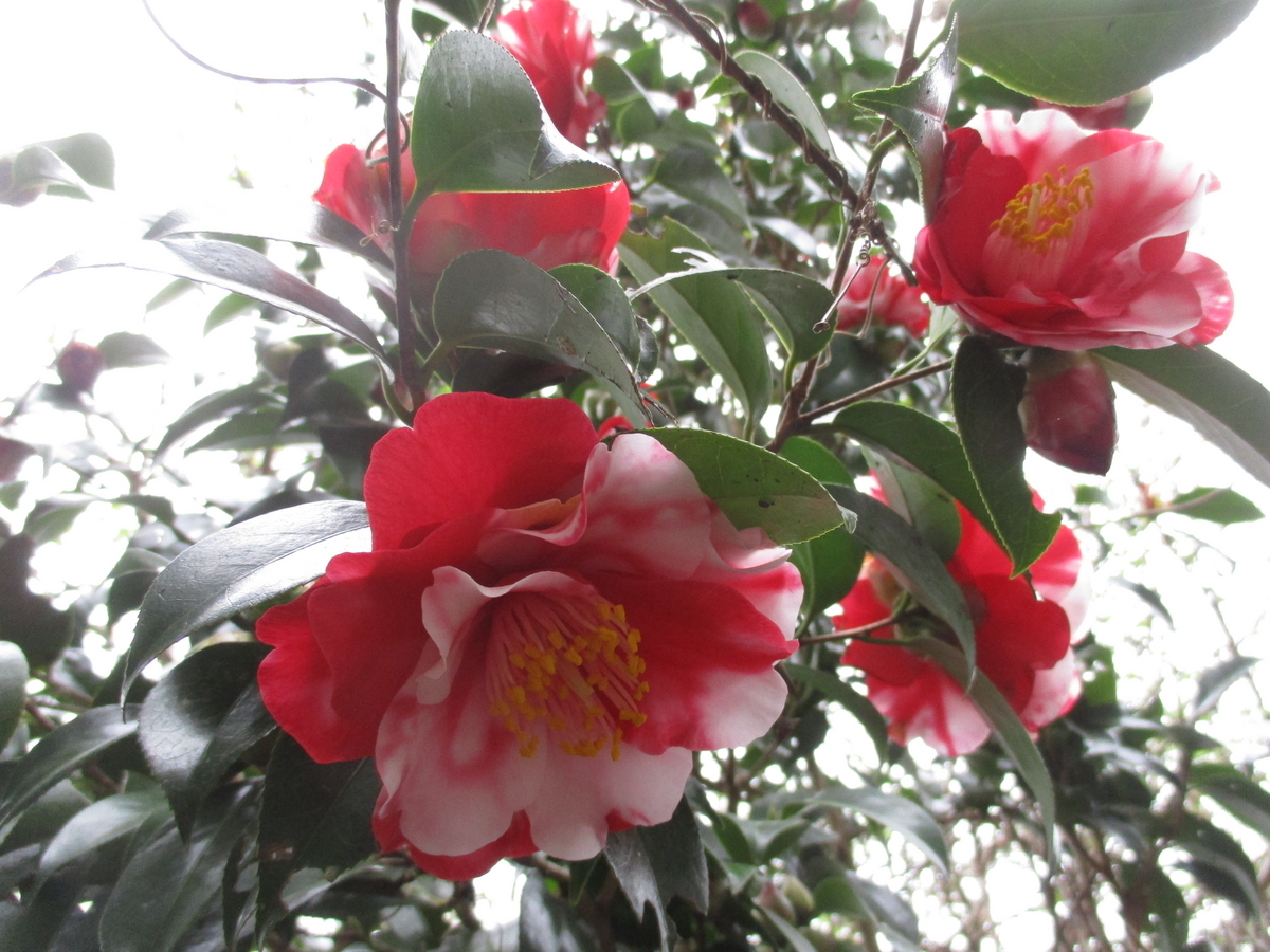 椿の花 2023-5 - まつこの庭