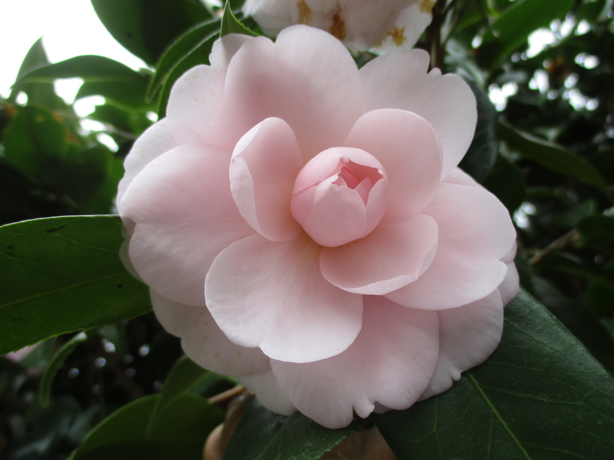 椿の花 2023-5 - まつこの庭