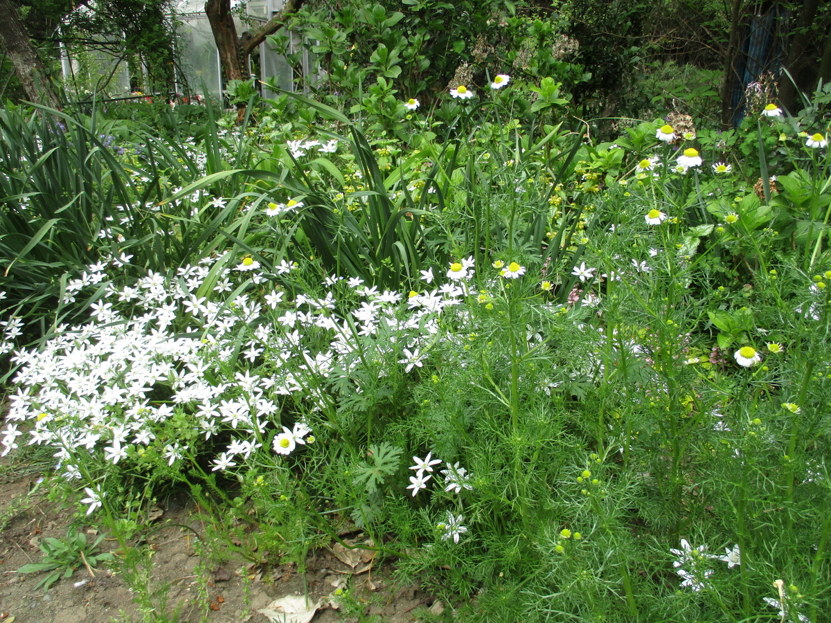 白い花がリレーする春の庭 - まつこの庭