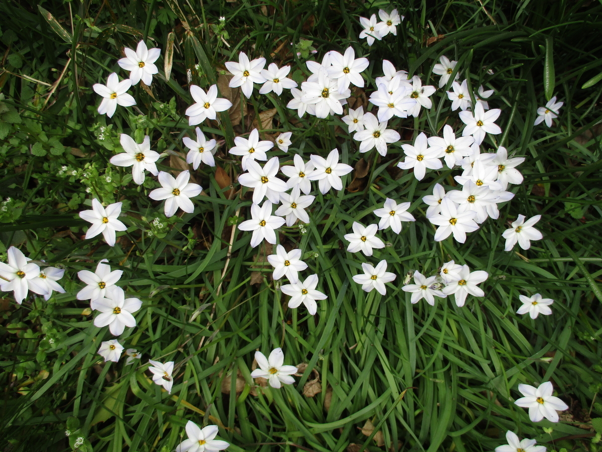 白い花がリレーする春の庭 - まつこの庭