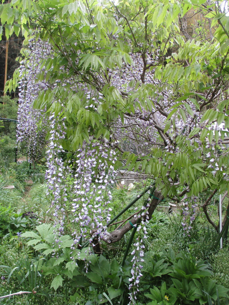 フジの花 - まつこの庭
