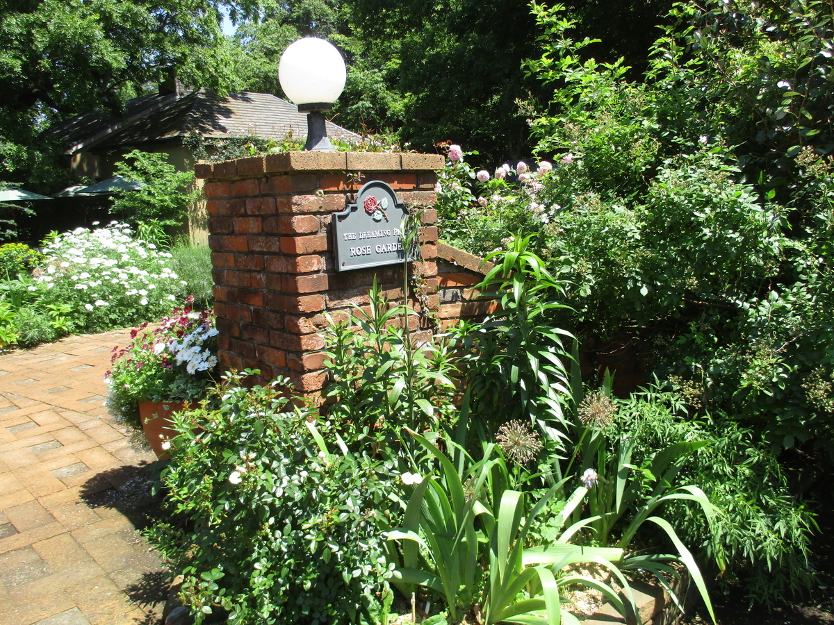 バラと猫の庭 - まつこの庭