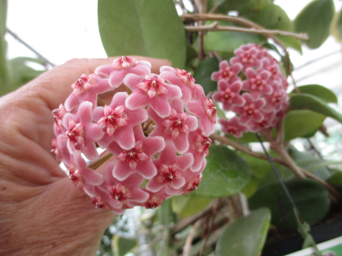 ホヤの花 2023-1 - まつこの庭