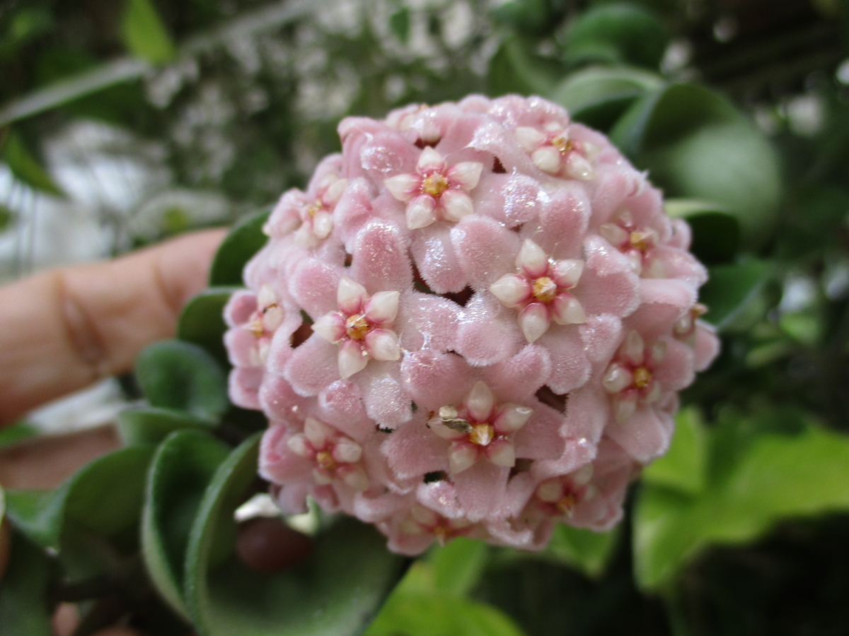 あん里ガーデンの花便り:ホヤ・プワエンシス(Hoya phuwuaensis)