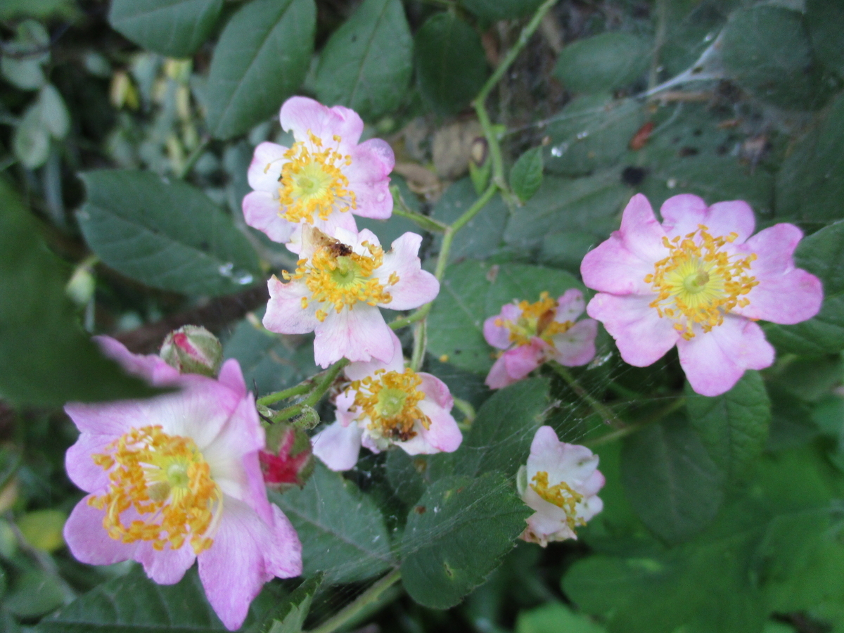 ノイミー ノイプレ 生写真 バラ売り可 ≠ME CAFE in SWEETS PARADISE 本日スタートしました 🪽 #ノイミー