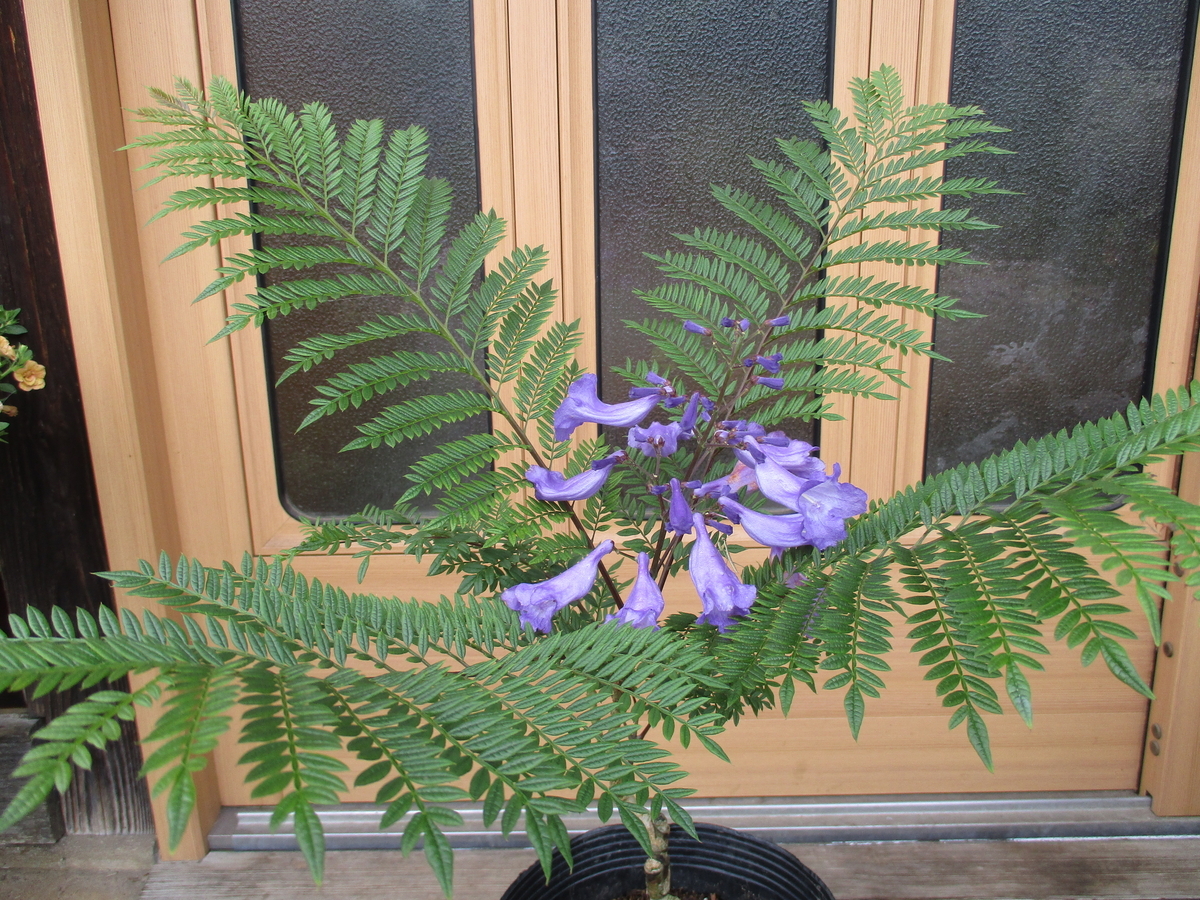 ジャカランダの花 - まつこの庭