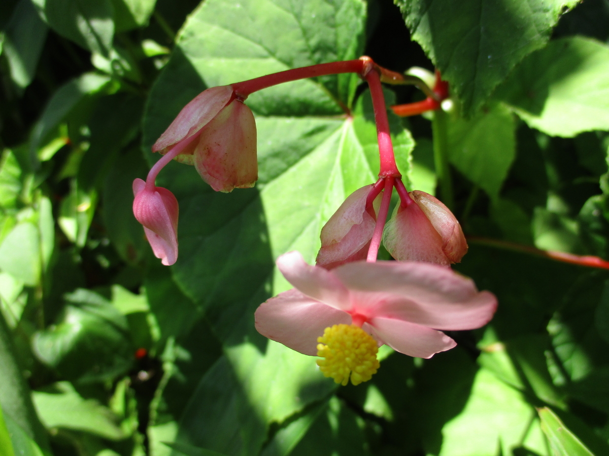 夏なのにもう秋の花が咲いた ❣❣ - まつこの庭