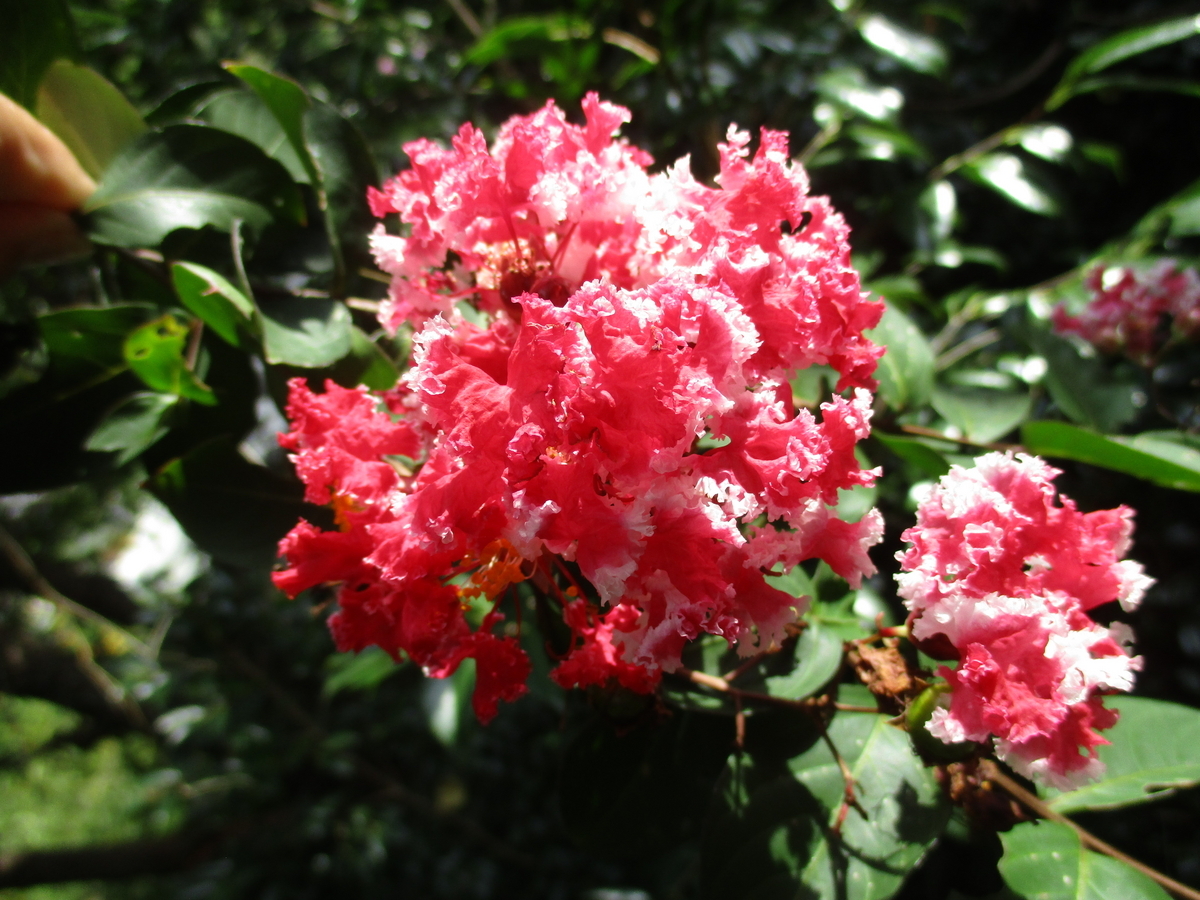 まだまだ元気な夏の花 - まつこの庭