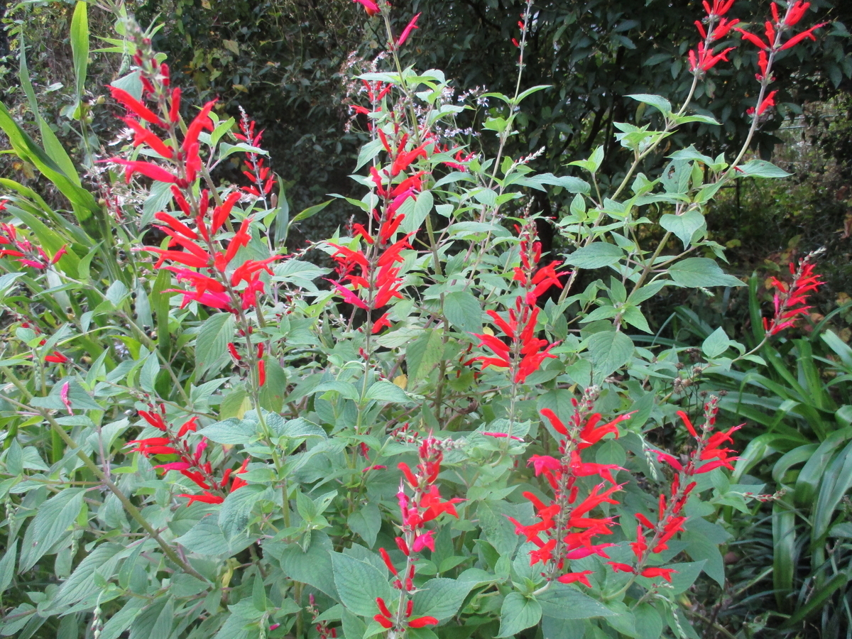 オリオン様　確認用　サルビア　紫色　抜き苗 楽天市場】サルビア 紫（苗物｜ガーデニング・農業）：花・ガーデン