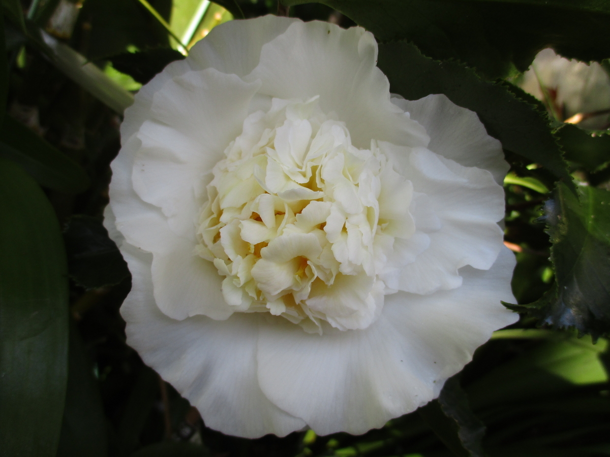 椿の花 2024-③ 唐子咲き - まつこの庭