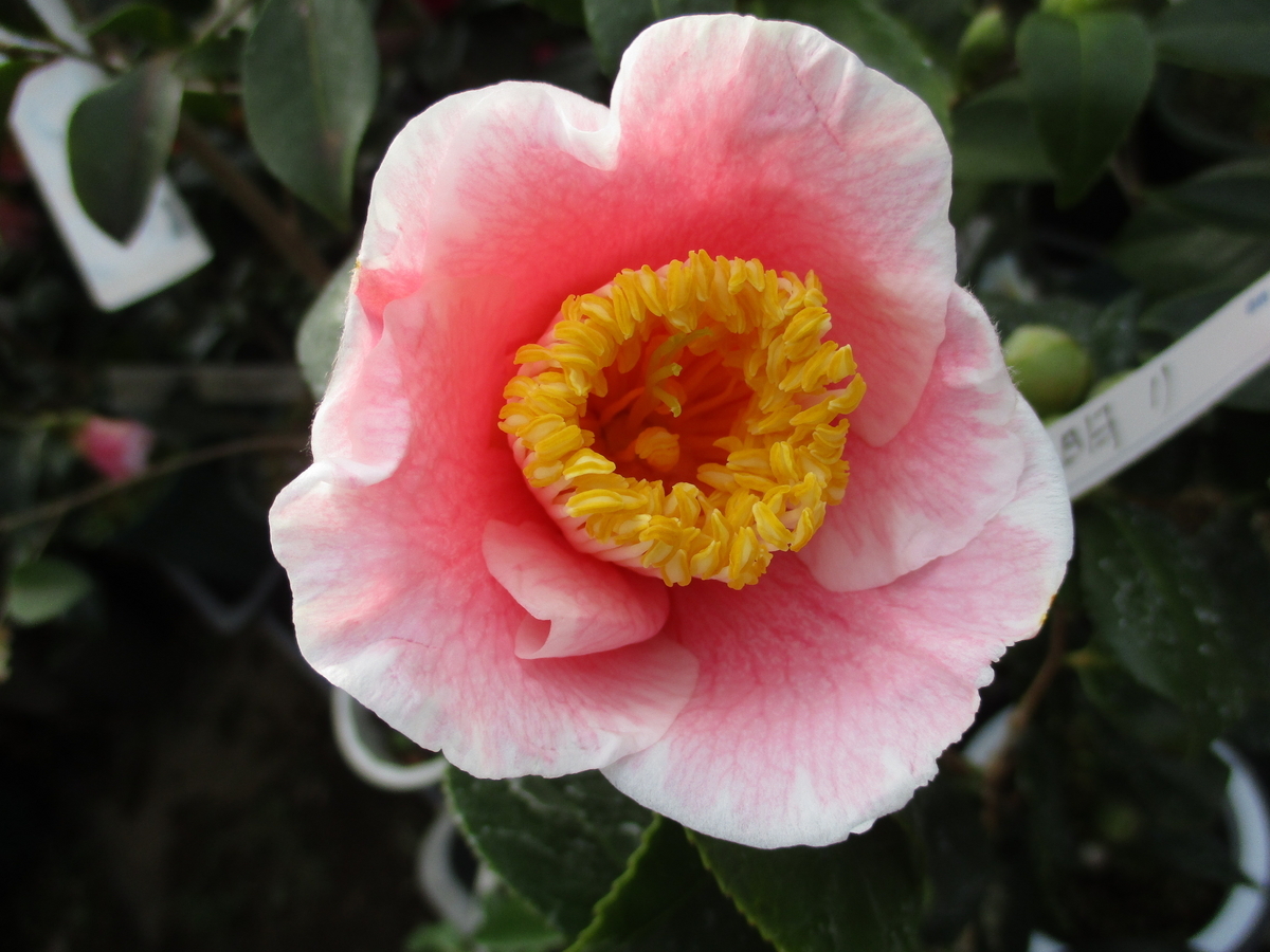 椿の花 2024-④ - まつこの庭