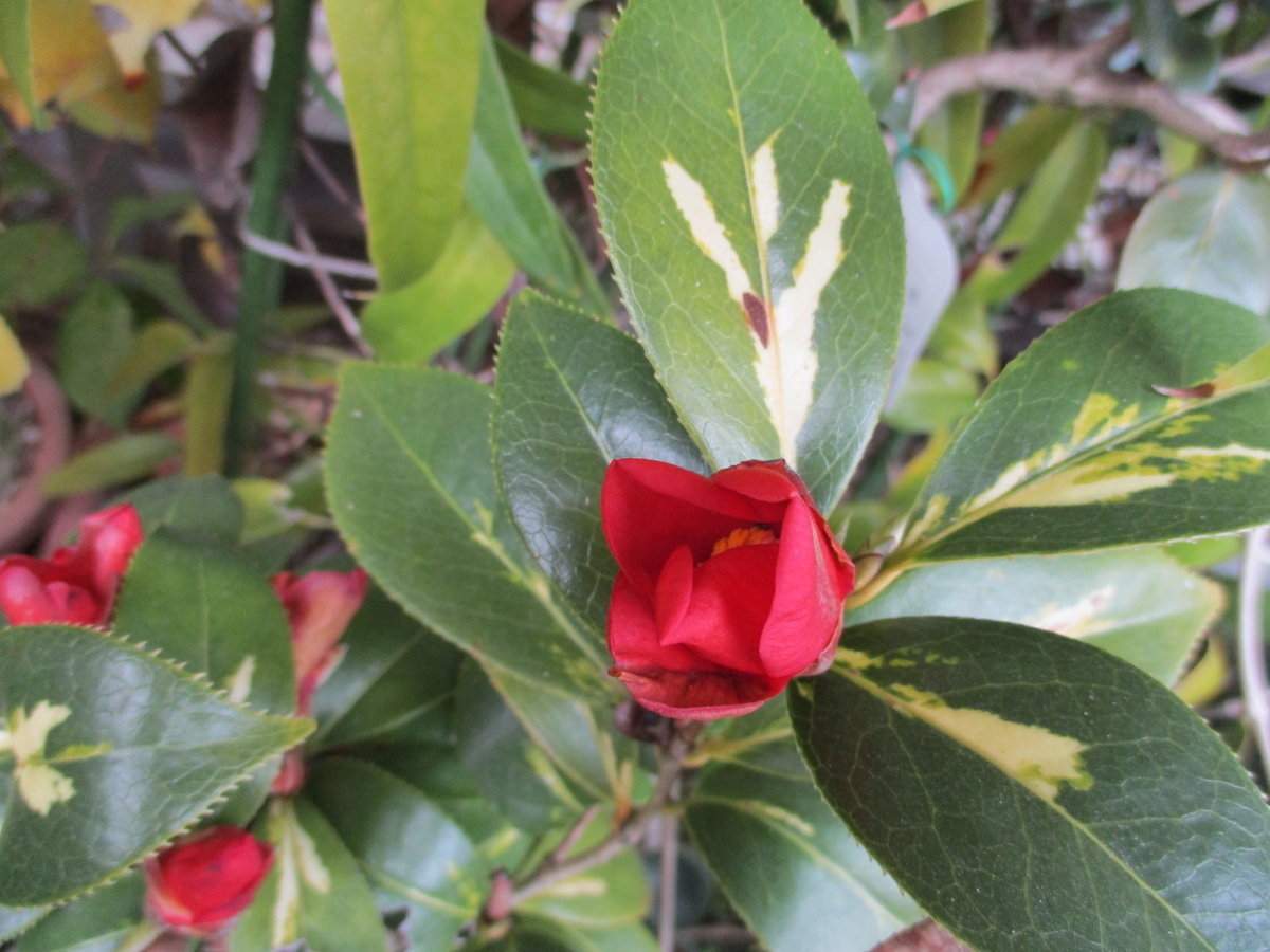 【花椿ページ】 ツバキ(椿) 【かぎけんWEB】