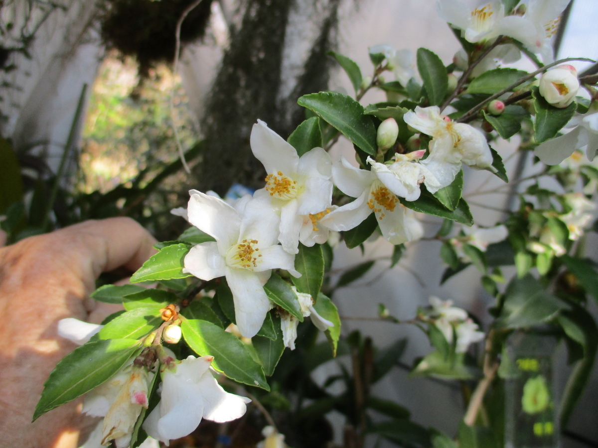 椿の花 2024-⑤ - まつこの庭