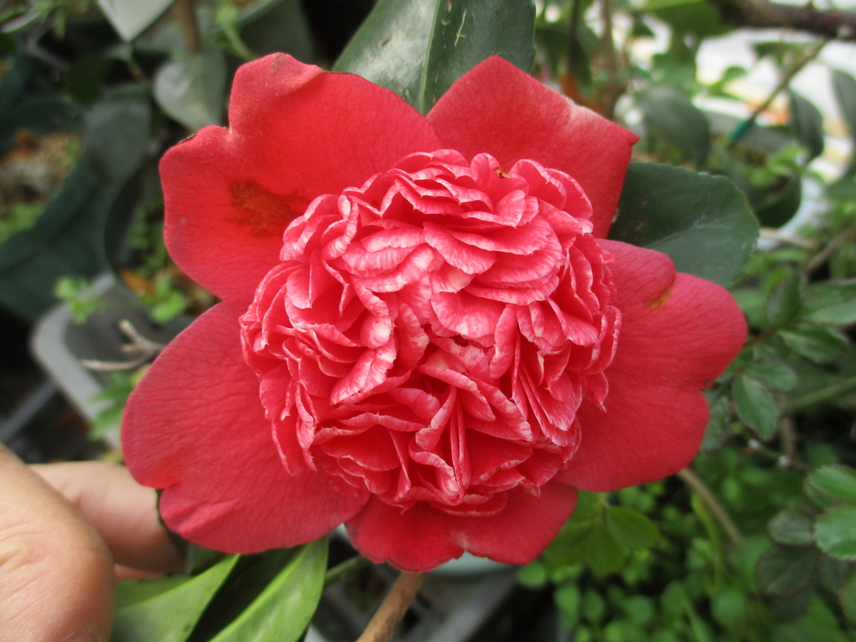 椿の花 2024-⑤ - まつこの庭