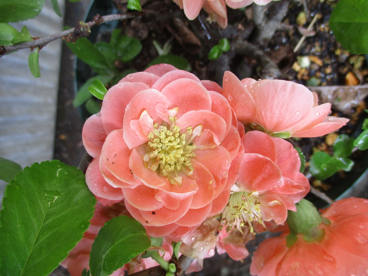 春の花木の花 - まつこの庭