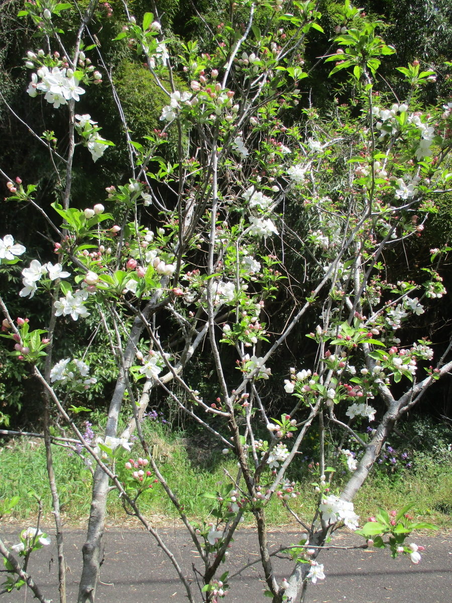 春の花木の花 - まつこの庭