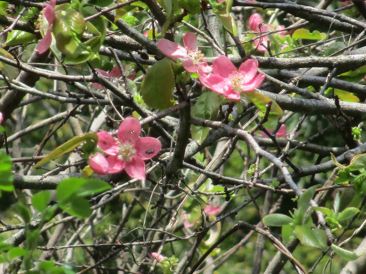 春の花木の花 - まつこの庭