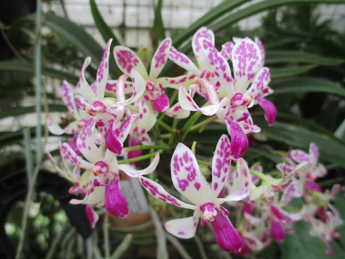 春のラン - まつこの庭